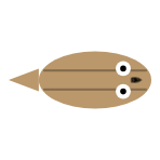Eyes: Large