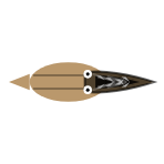 Mouth Type: Predator